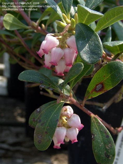 Plantfiles Pictures Arctostaphylos Species Bearberry Kinnikinnick