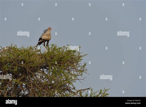 Secretary Bird Sagittarius Serpentarius Perched On The Top Of A Tree