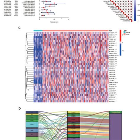 Angiogenesis Related LncRNAs In HCC A Correlation Network Diagram Of