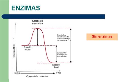 Enzimas Como ProteÍnas Catalizadoras BiologÍa Y GeologÍa