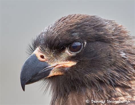 Favorite Bird Portraits Dennis Skogsbergh Photographydennis