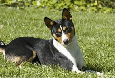 Basenji small dog breed ~ Breeds of small dogs : best small dog breeds