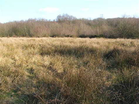 Purple Moor Grass And Rush Pastures Wikipedia