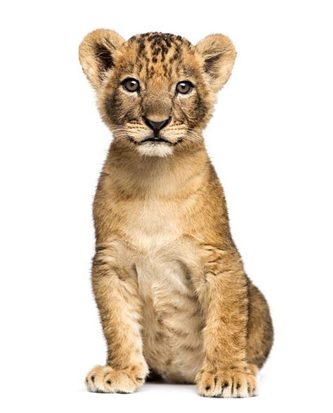 Lion Cub Stock Photos Pictures And Royalty Free Images Istock