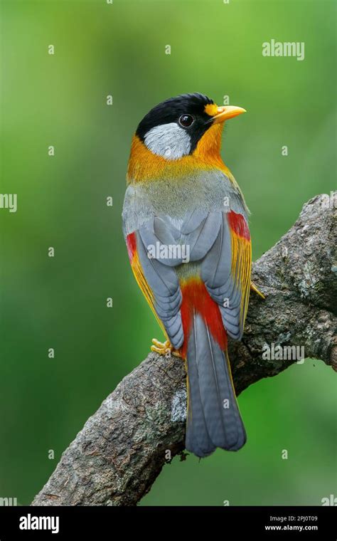 The Silver Eared Mesia Hi Res Stock Photography And Images Alamy