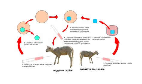 La Clonazione Sar Presto Realt One Mind