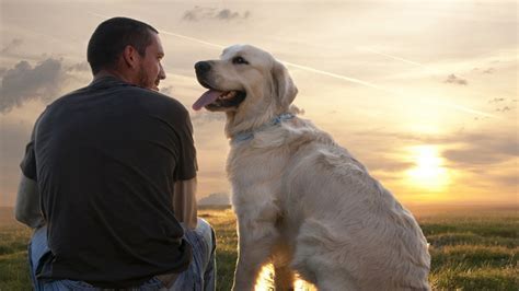 Fatos Importantes Que Todo Dono De Cachorro Deve Saber Patas