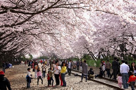 Cherry blossom festival Korea 2021 — Top 5 cherry blossom festivals in ...