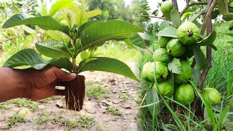 Amazing Growth By Coconut Shell How To Grow Guava Tree Cutting Very