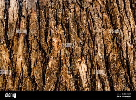 Seamless Texture Of Tree Bark Cool For Wallpaper Or Background Stock