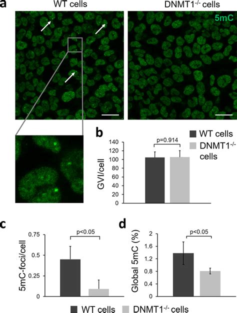 Investigation Of Global Dna Methylation In Hct116 Wt And Dnmt1 −−