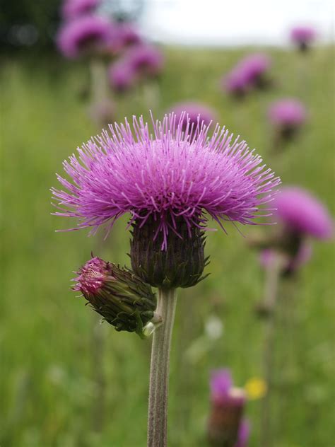 Cirsium Helenioides Thistle Huopaohdake Camera Olympus Flickr