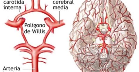 Polígono De Willis La Estructura Arterial Más Sorprendente