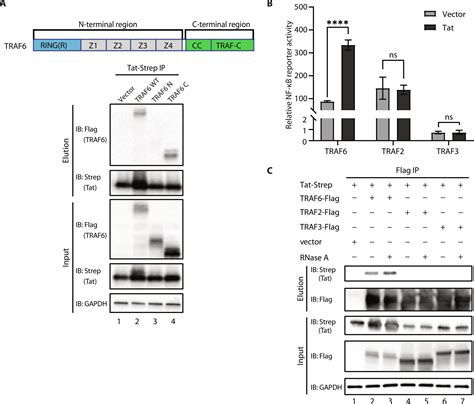 Enhanced NF κB activation via HIV 1 Tat TRAF6 cross talk Science Advances