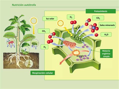 Procesos Celulares En La Nutrición Autótrofa Y Heterótrofa Ppt