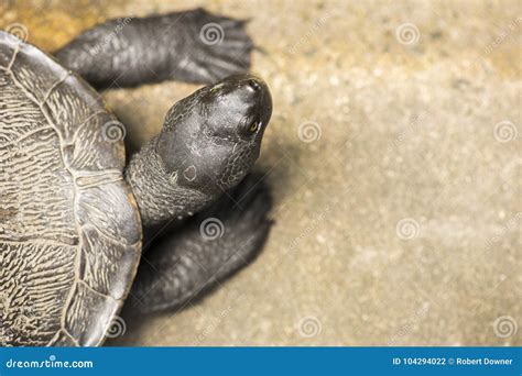 Close up of a turtle. stock photo. Image of closeup - 104294022