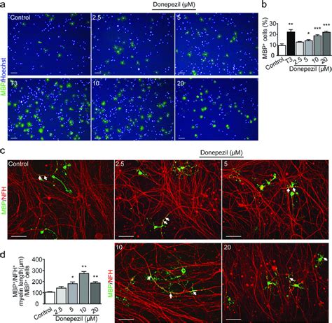 Donepezil Enhances Primary OPC Differentiation And In Vitro Myelination