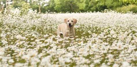 Holistic Dog Care 101: The Ultimate Evidence-based Guide