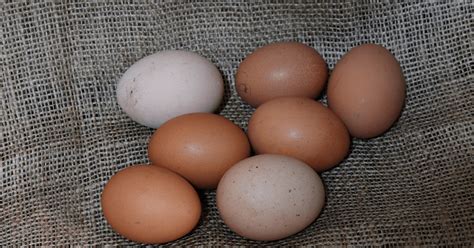 Роковые яйца: в городской сельхозпродукции зашкаливает содержание ...
