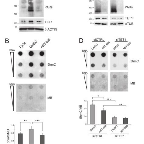 The Levels Of 5hmc Deriving From Tale Tet1 Protein Overexpression