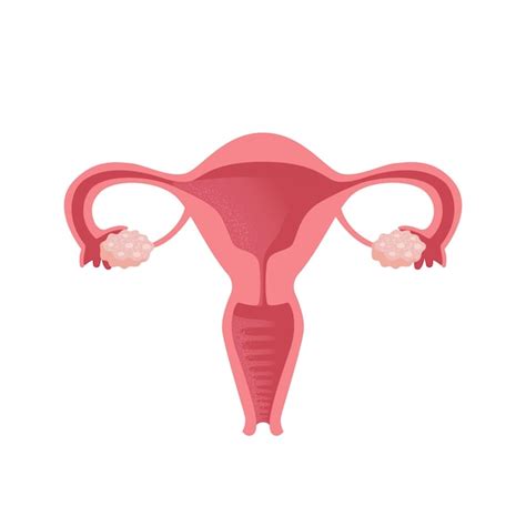 Uterus mujeres salud ciclo del sistema reproductivo femenino anatomía