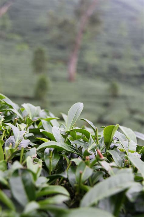 Tea Plantation 1080P, 2K, 4K, 5K HD wallpapers free download ...