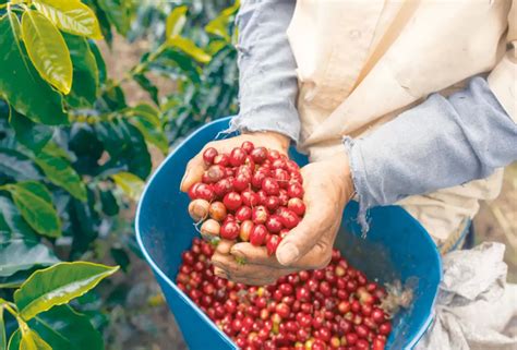 Arusha Coffee Plantation Tour Coffee Farms Excursion