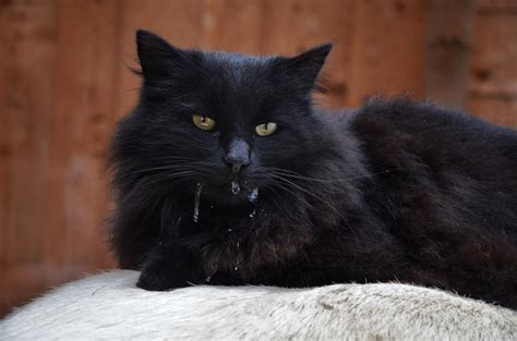 Famotidine Dosage Chart For Cats Risks Side Effects Dosage And More