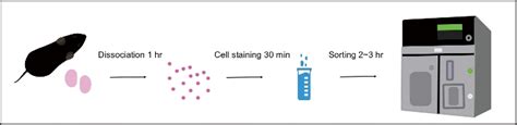 Isolation Of Murine Spermatogenic Cells Using A Violet Excited Cell