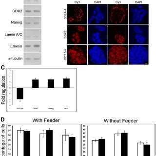 Analysis Of Pluripotency And Lineage Markers In Lamin A C Knock Down Es