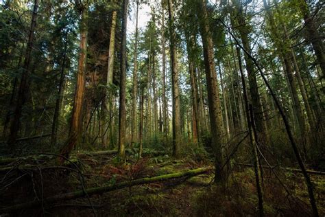 TIL that Acacia trees in Africa communicate with each other. They emit ...