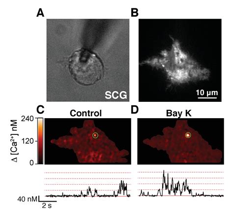 Figures And Data In Proximal Clustering Between Bk And Cav Channels