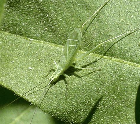 Singing Insects Identification Guide With Audio Owlcation