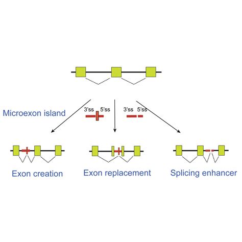 Exon Definitive Regions For MPC1 Microexon Splicing And Its Usage For