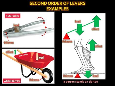 PPT - Three types of lever PowerPoint Presentation, free download - ID ...