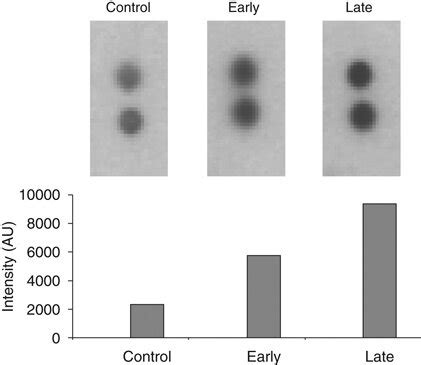 The Images Of The Duplicate Mif Antibody Spots On The Cytokine Array