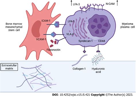 Communication Between Bone Marrow Mesenchymal Stem Cells And Multiple