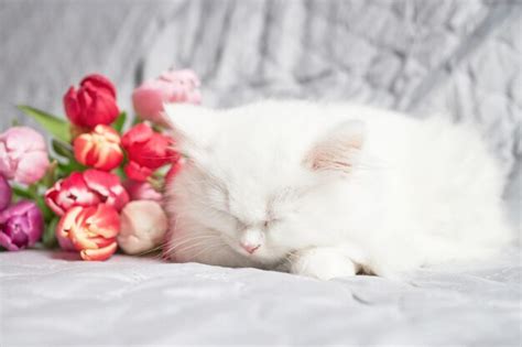 Premium Photo A White Fluffy Kitten Sleeps On A Bedspread Next To A