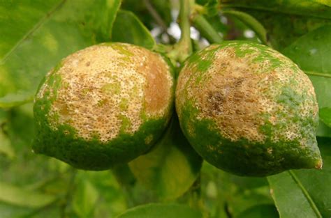 How A Genetically Altered Virus Could Save Florida S Decimated Orange Industry From Citrus