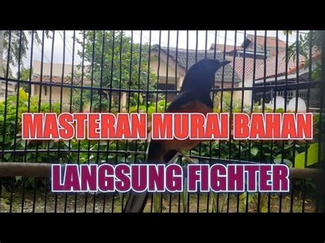 Suara Murai Batu Medan Gacor Mewah Untuk Masteran Murai Bahan Agar