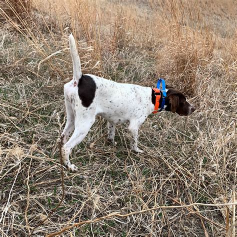 Sale Dogs - Pheasant Bonanza Hunt ClubPheasant Bonanza Hunt Club