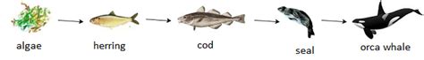 What is a Food Chain? - Examples, Overview - Video & Lesson Transcript ...