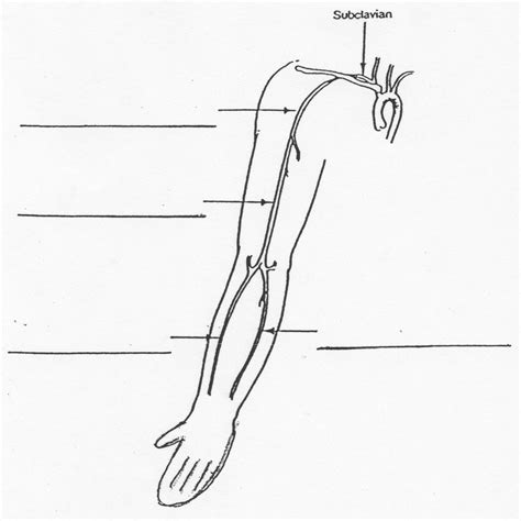 Upper Extremity Deep Veins Diagram Quizlet