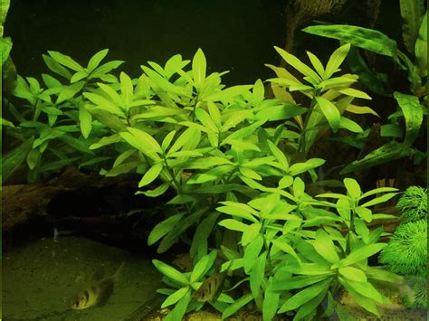 Hygrophila Polysperma Dwarf Hygro Ultimate Care Guide Fish Laboratory