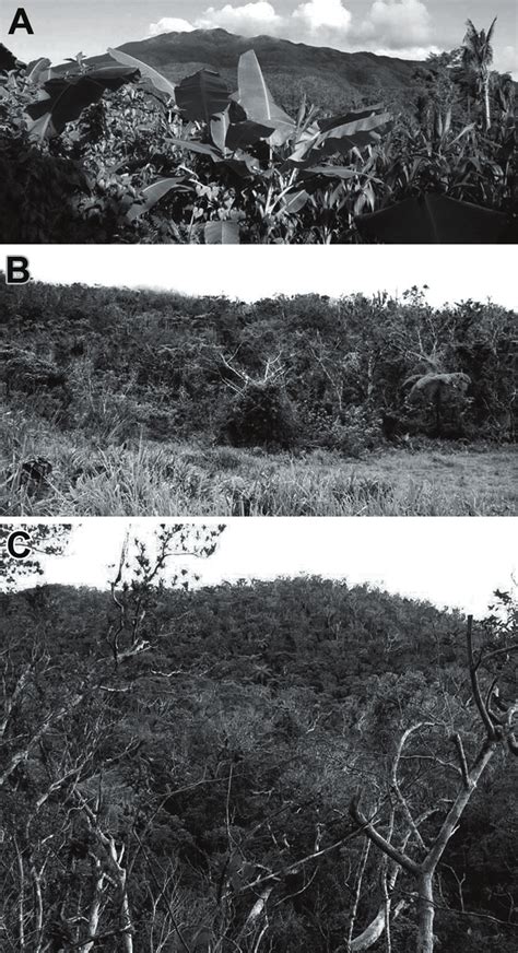 Upper Slopes Of Mt Malinao A Viewed From Edge Of Subsistence Farm