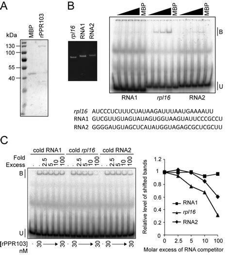 Gel Mobility Shift Assays Showing Preferential Rna Binding Of