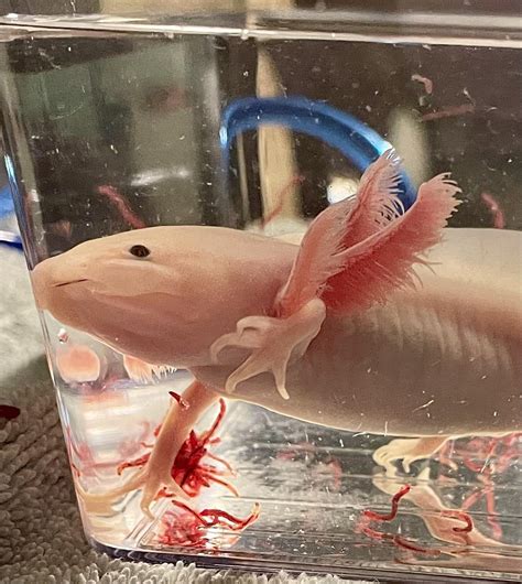 Fs Edgewood Ky 25 Leucistic Axolotls Raquaswap