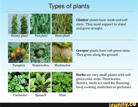 Types Of Plants Climber Plants Have Weak And Soft Stem They Need