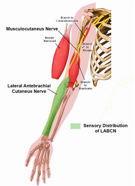 Antebrachial Region Explained