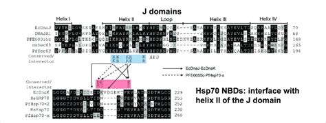 The J Domain Helix Ii Interface With The Nbd In Jdp Hsp Interaction